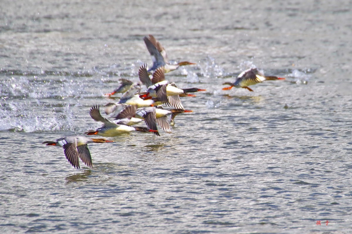 国家一级重点保护动物——中华秋沙鸭