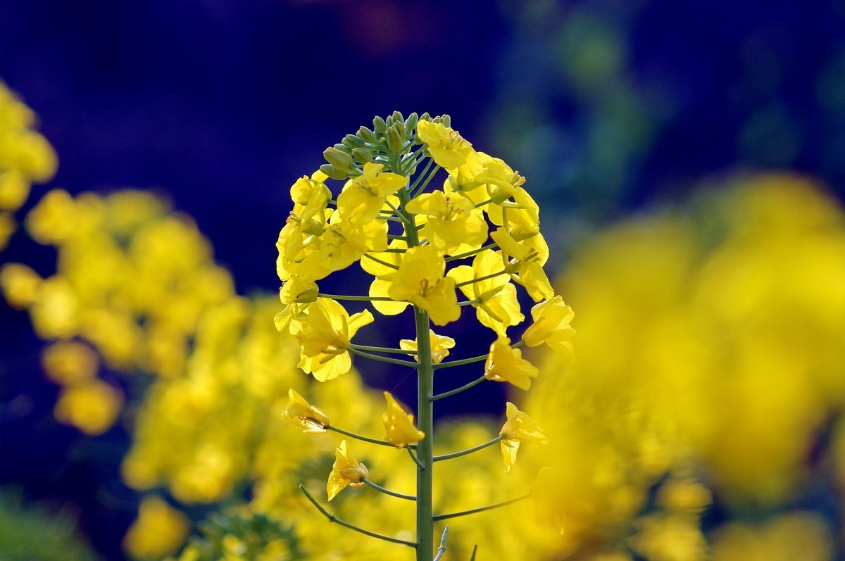 油菜花的季节〖二〗-中关村在线摄影论坛
