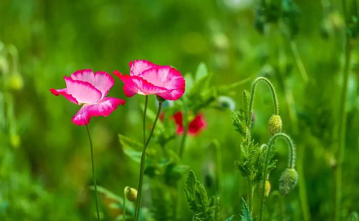 花毛茛唯美图片