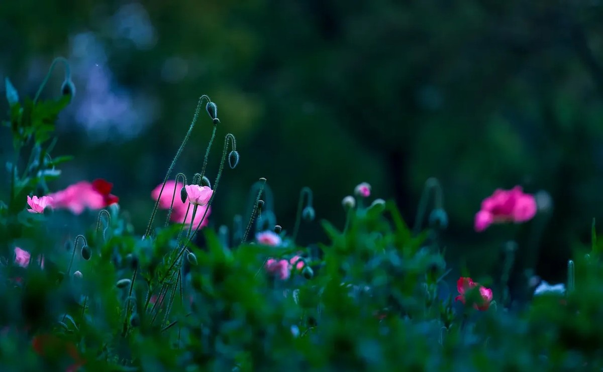 花毛茛