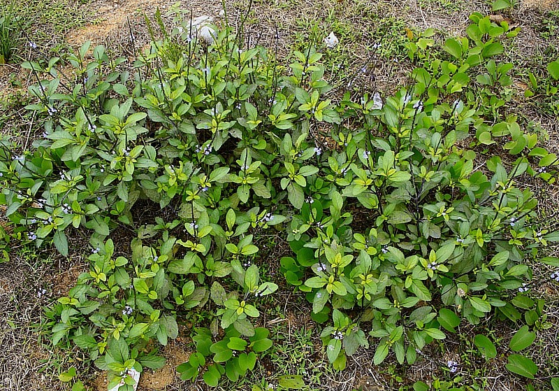 703【不老松:海南游摄纪实】临高长島兰湾的马鞭草!