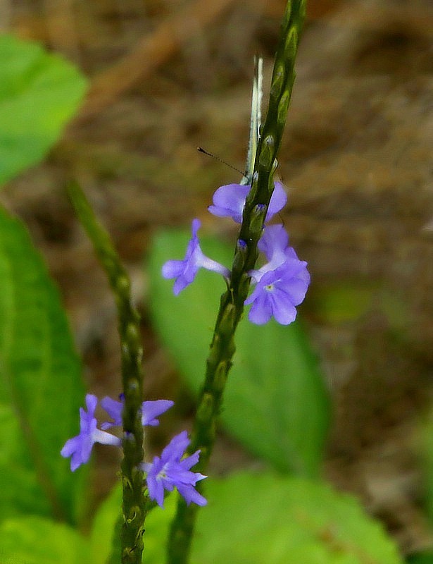 703【不老松：海南游摄纪实】临高长島兰湾的马鞭草!