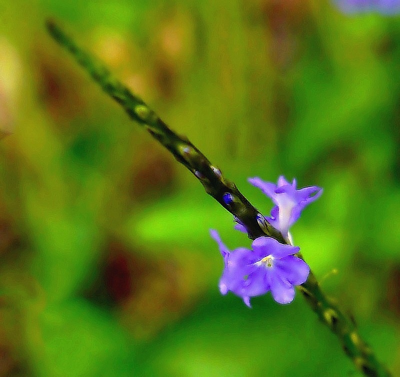 703【不老松：海南游摄纪实】临高长島兰湾的马鞭草!