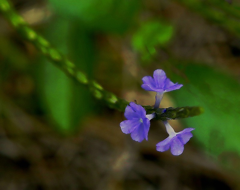703【不老松：海南游摄纪实】临高长島兰湾的马鞭草!