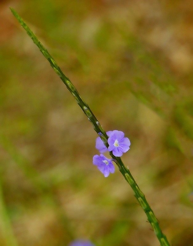 703【不老松：海南游摄纪实】临高长島兰湾的马鞭草!