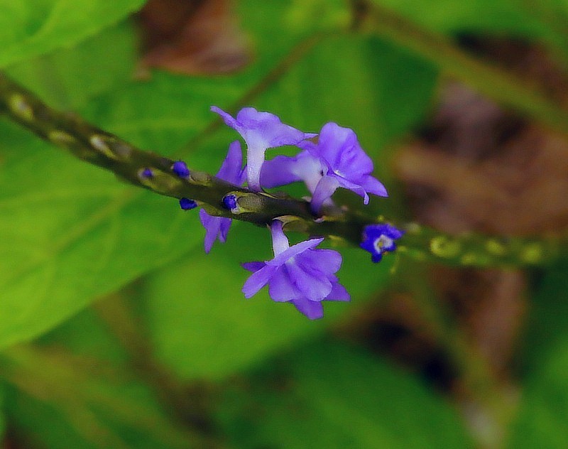 703【不老松：海南游摄纪实】临高长島兰湾的马鞭草!