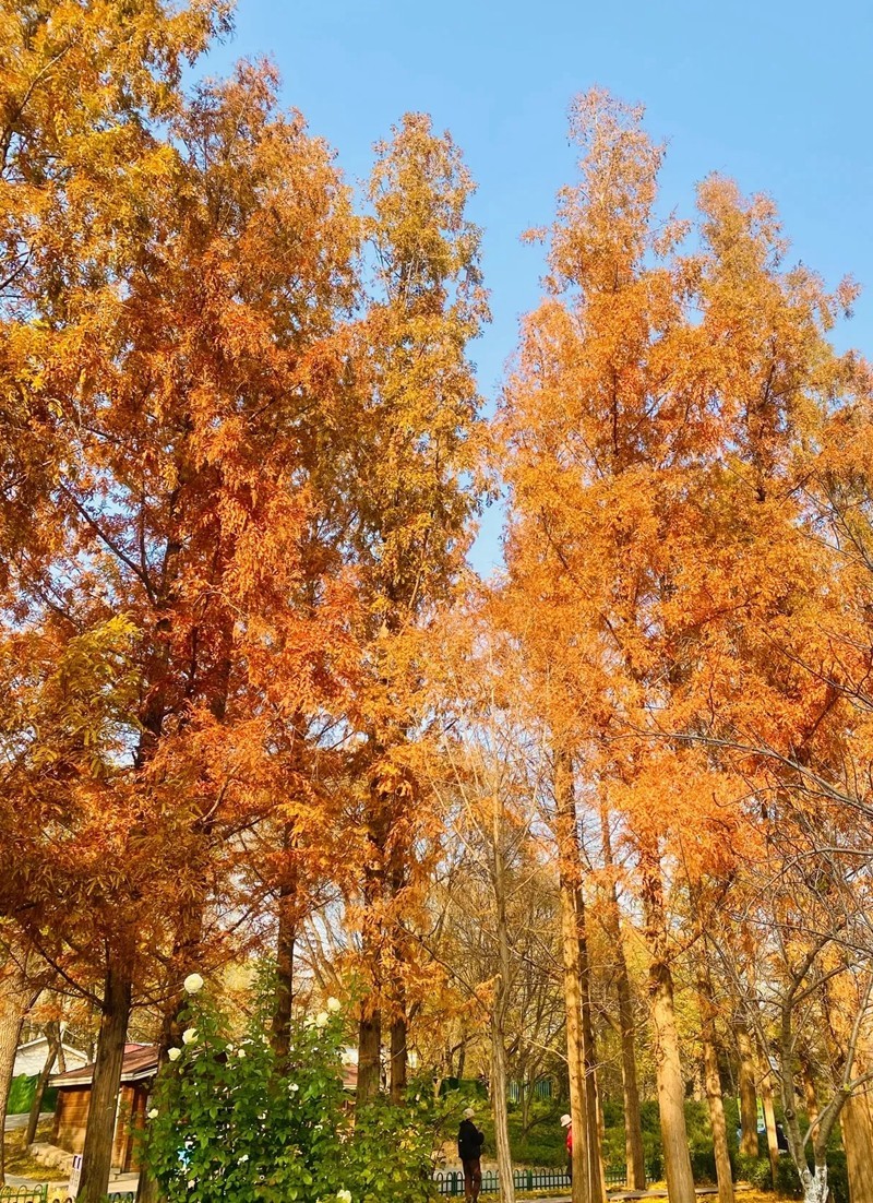 银杏黄