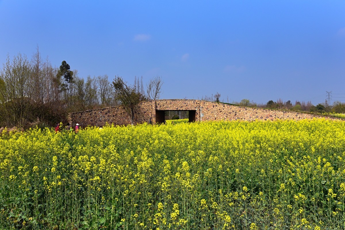 春回大地——油菜花开