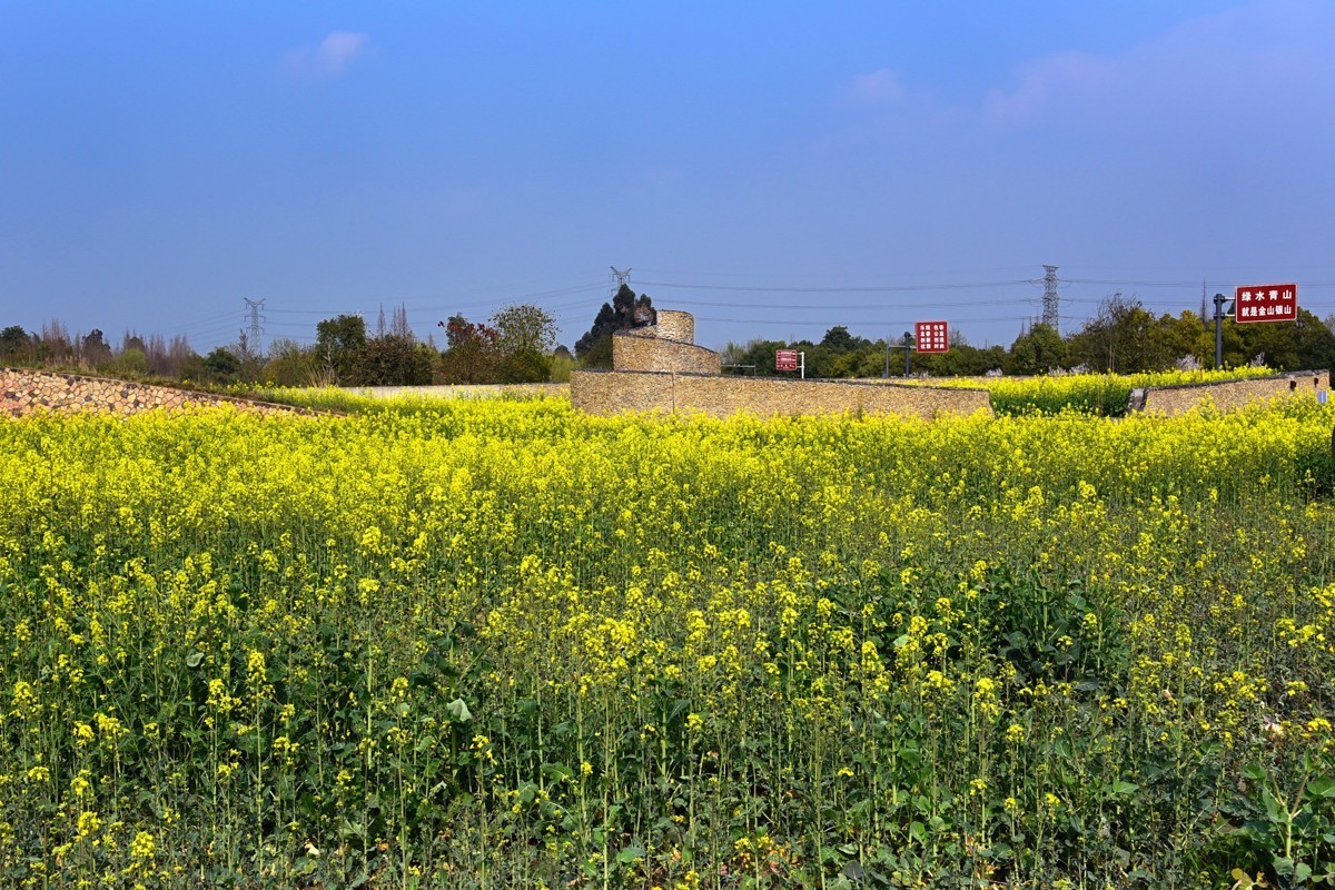 春回大地——油菜花开
