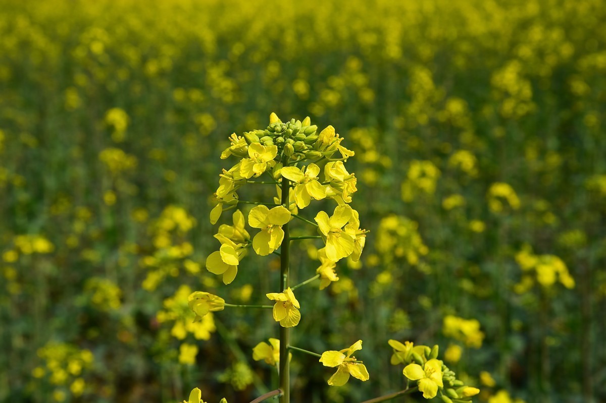 春回大地——油菜花开