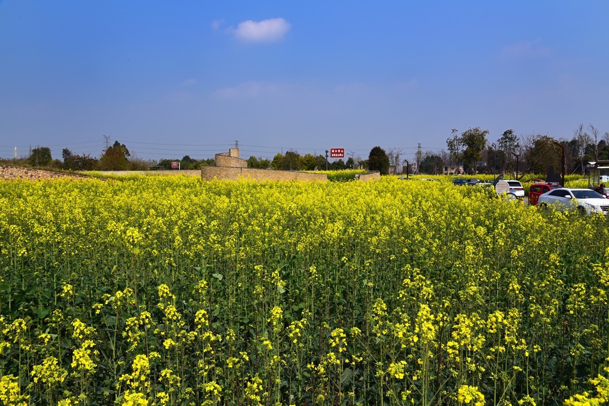 春回大地——油菜花开