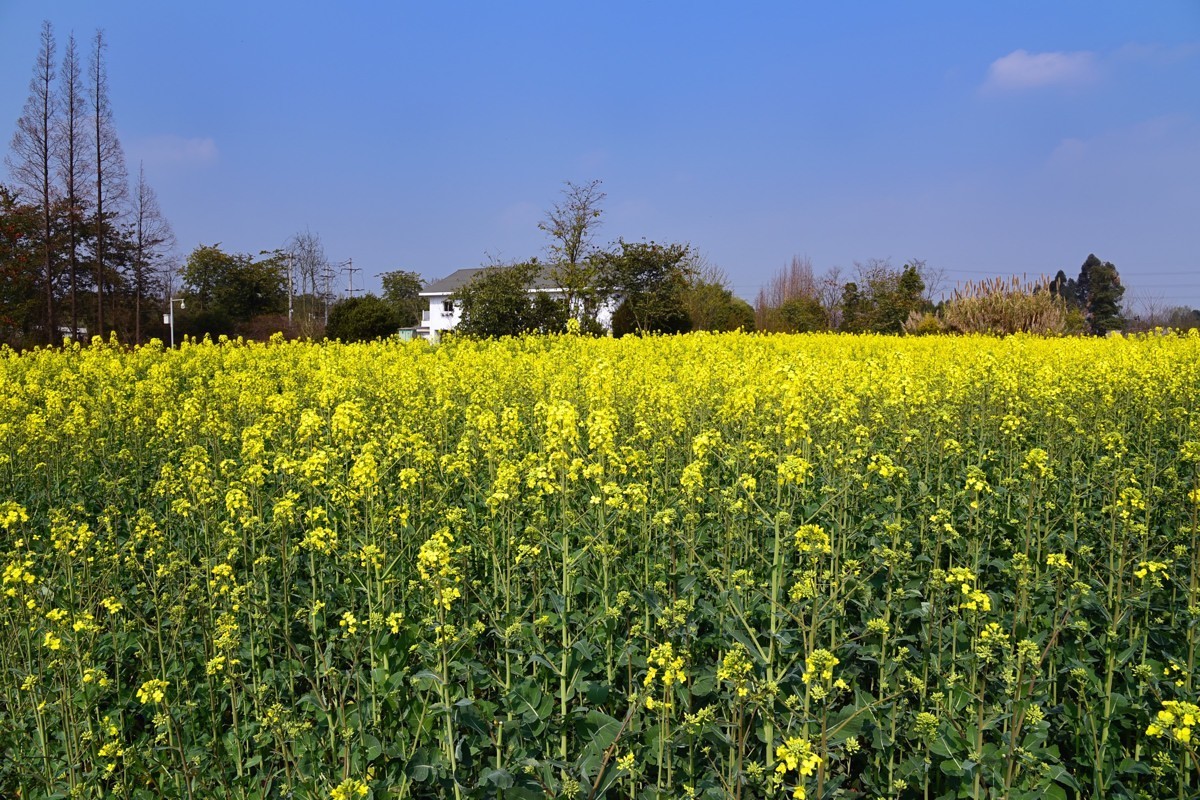 春回大地——油菜花开