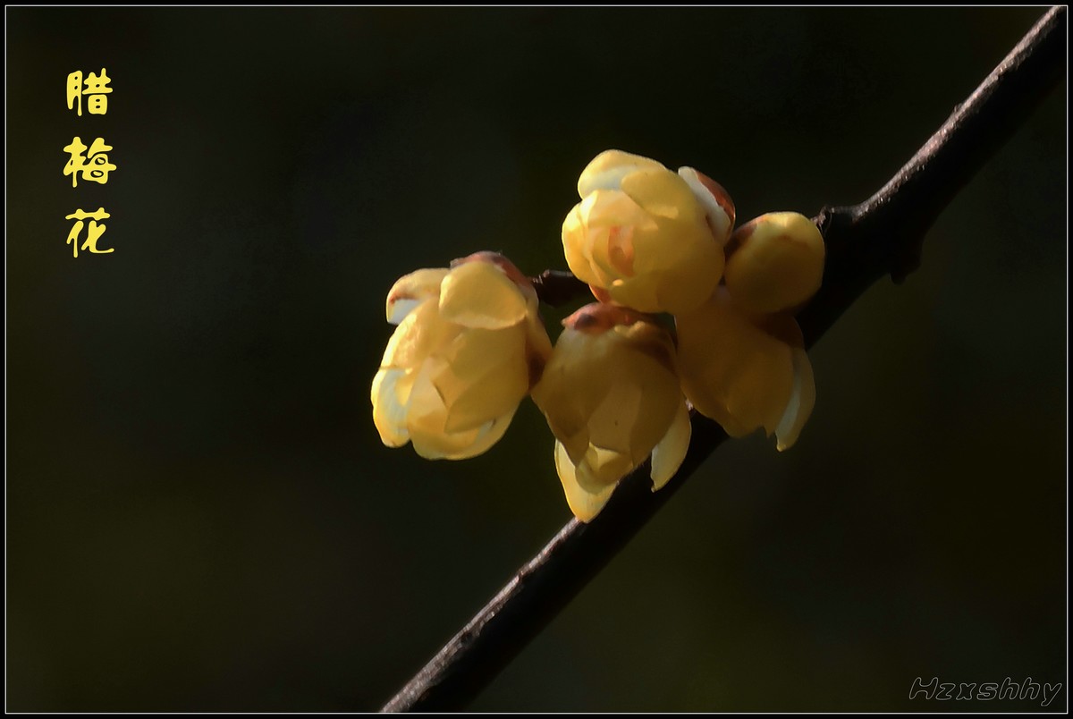 冬去春来拍腊梅（2023065）