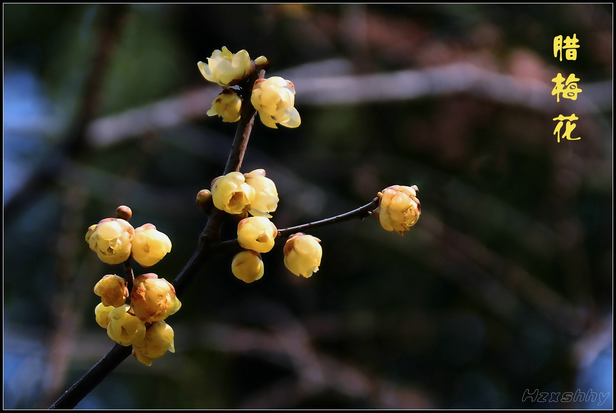 冬去春来拍腊梅（2023065）