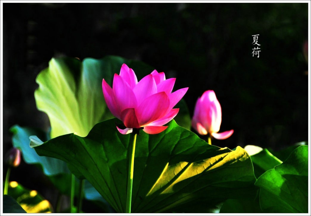 学拍荷花