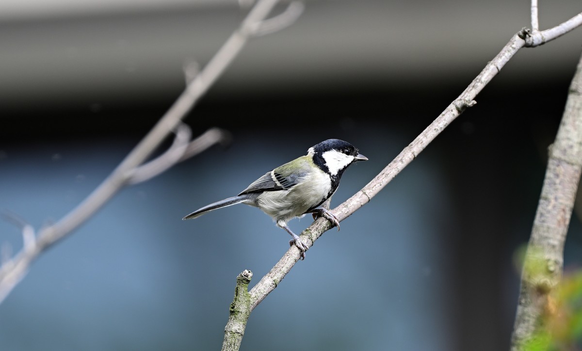 放假拍的蓝尾山雀