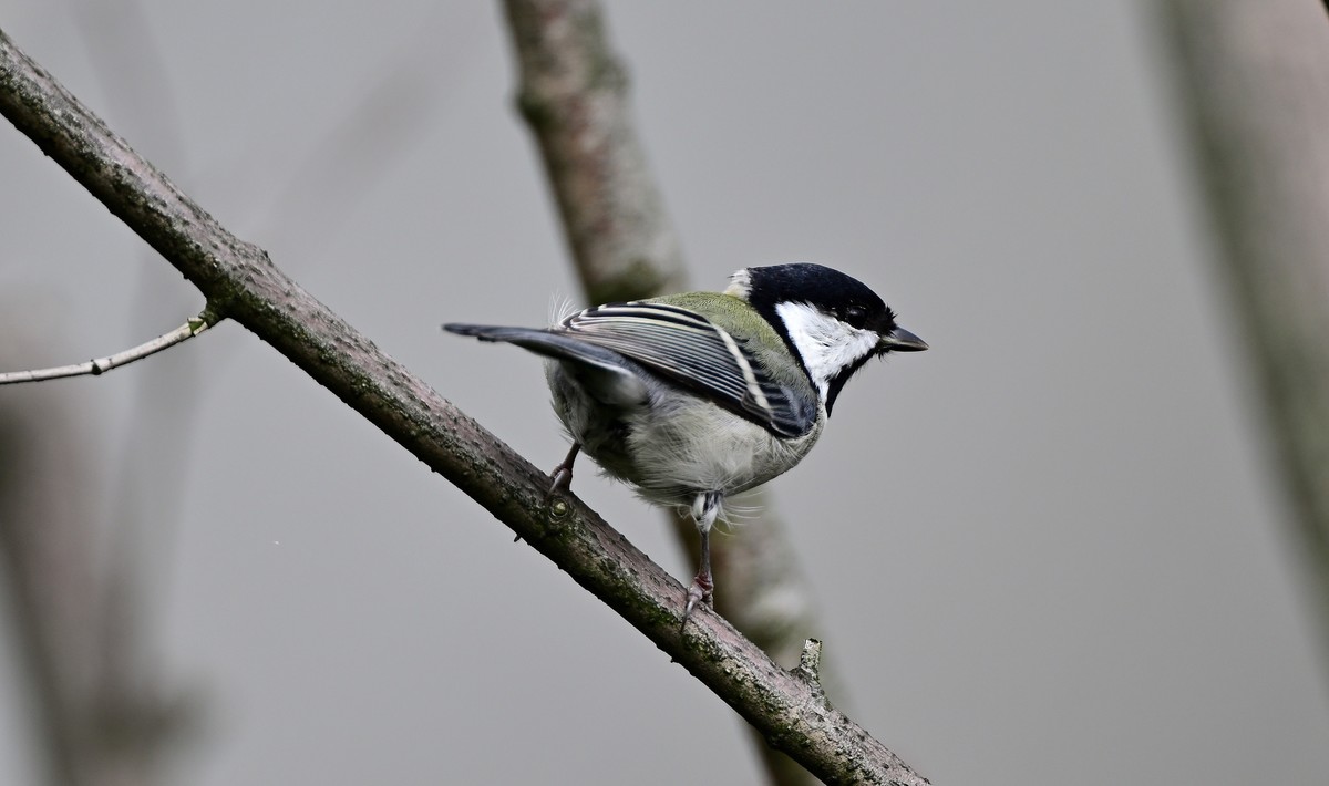 放假拍的蓝尾山雀