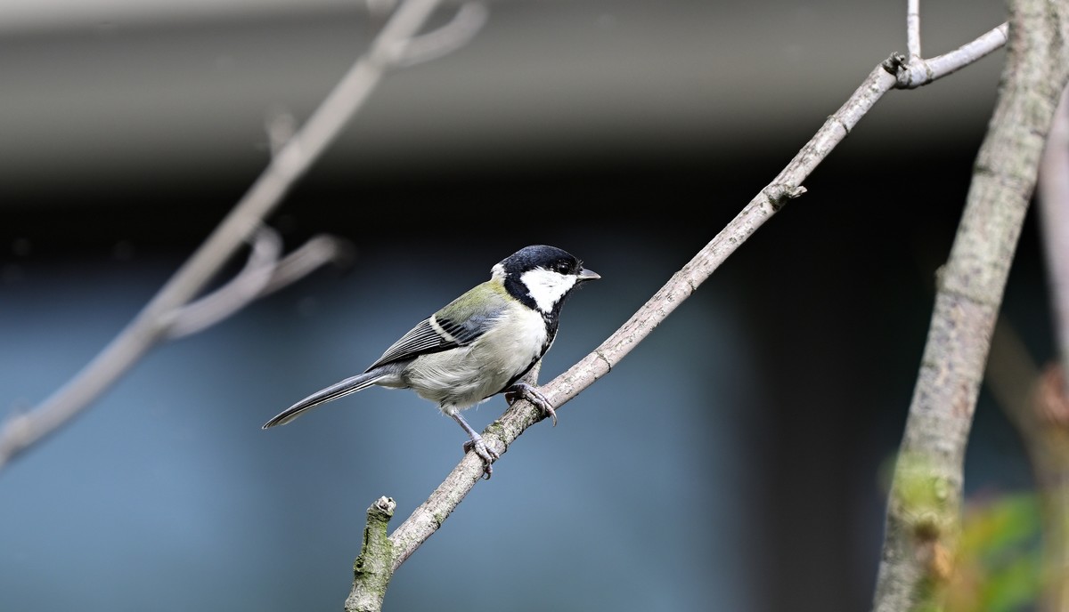 放假拍的蓝尾山雀