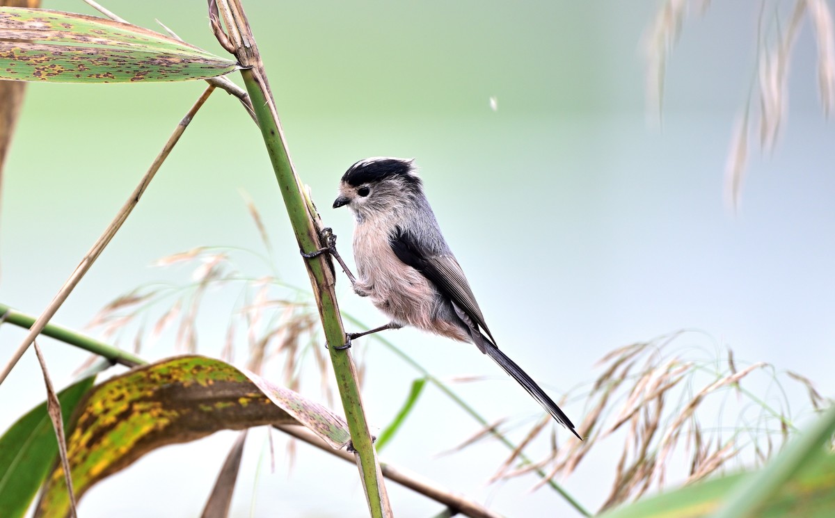 再发一组稚山雀