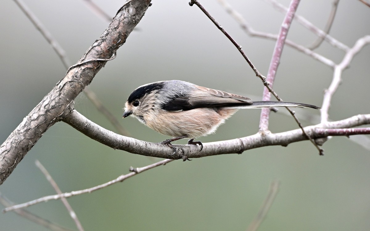 再发一组稚山雀
