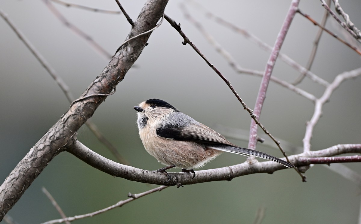 再发一组稚山雀