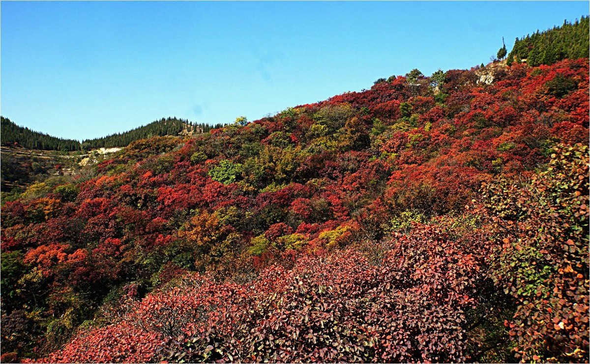 齐长城下红叶烂漫