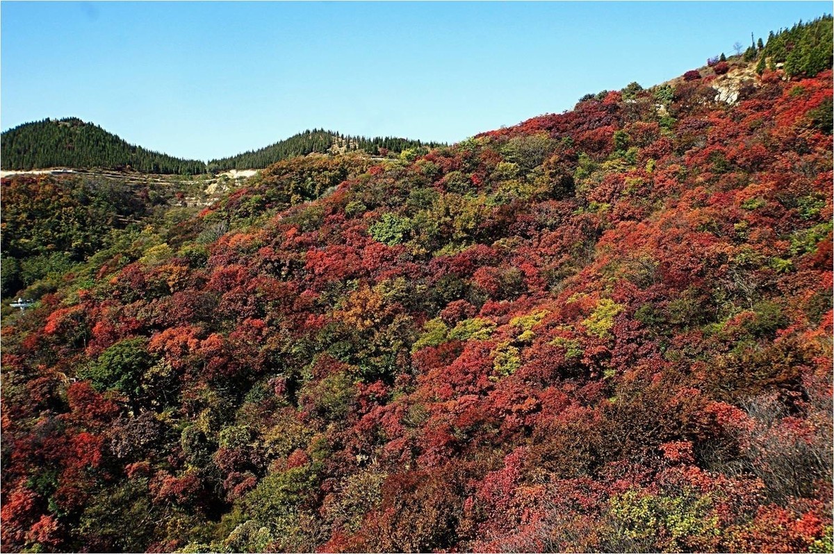 齐长城下红叶烂漫