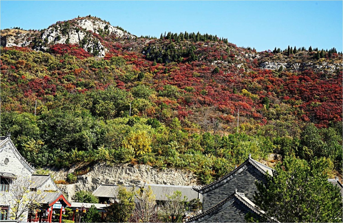 齐长城下红叶烂漫