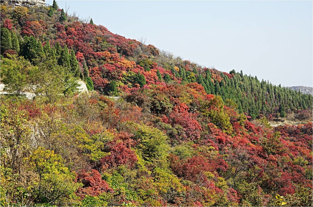 齐长城下红叶烂漫