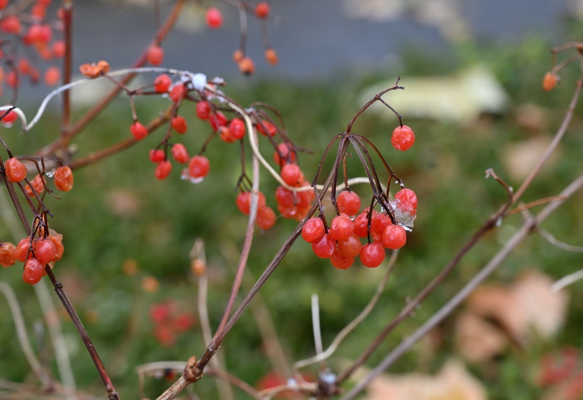 大连初冬第一场雪后随拍