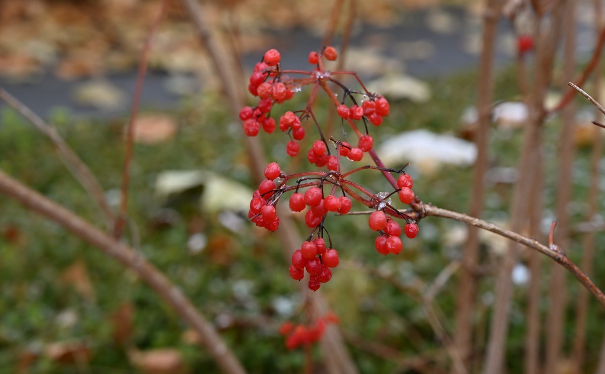 大连初冬第一场雪后随拍