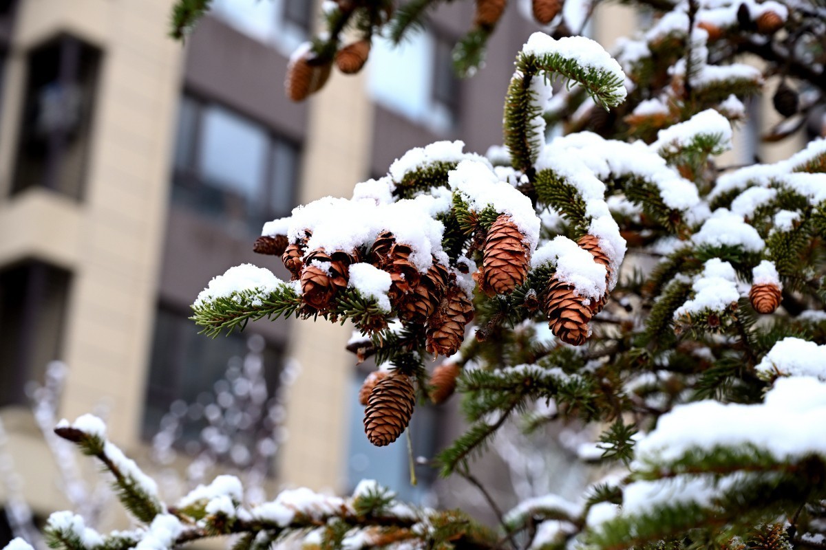 大连初冬第一场雪后随拍