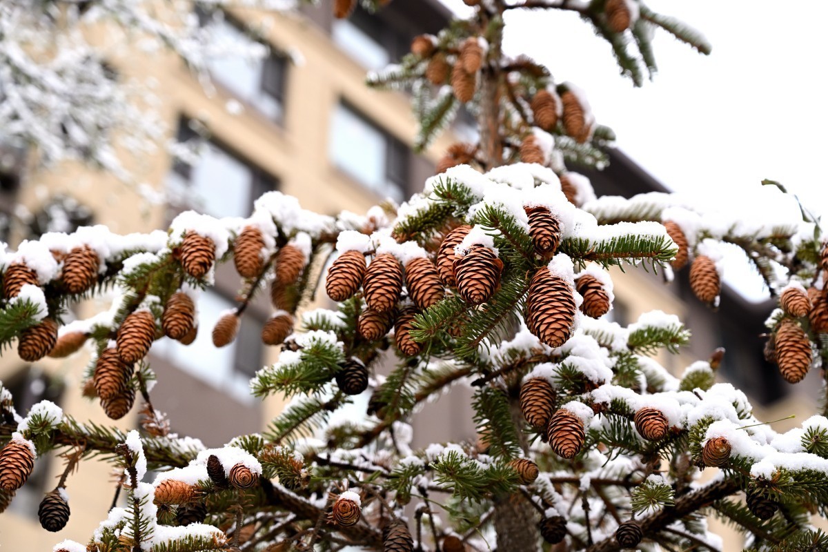 大连初冬第一场雪后随拍