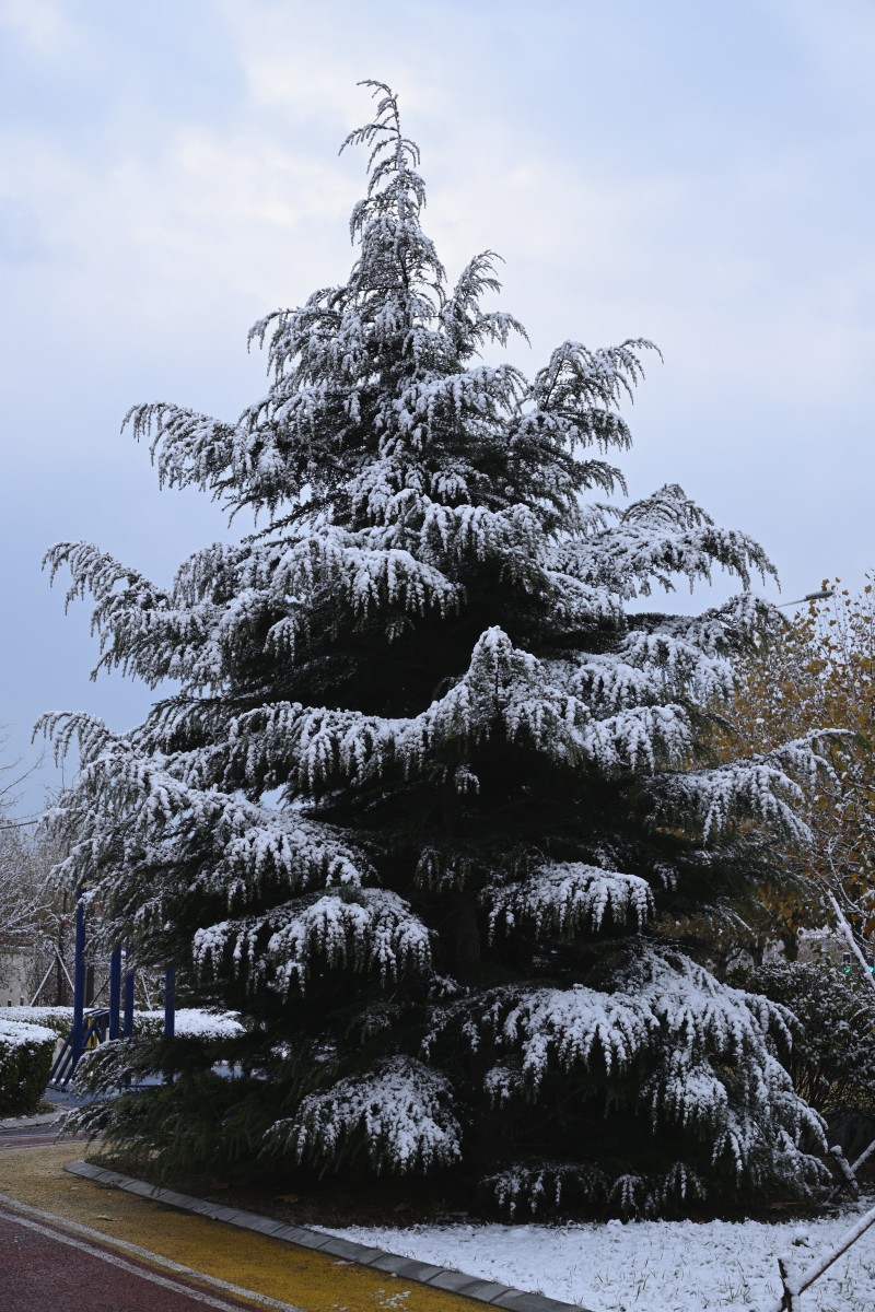 大连初冬第一场雪后随拍