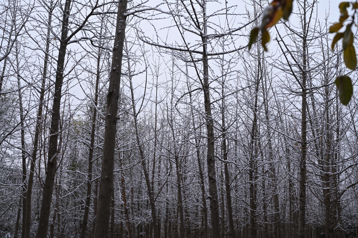 大连初冬第一场雪后随拍
