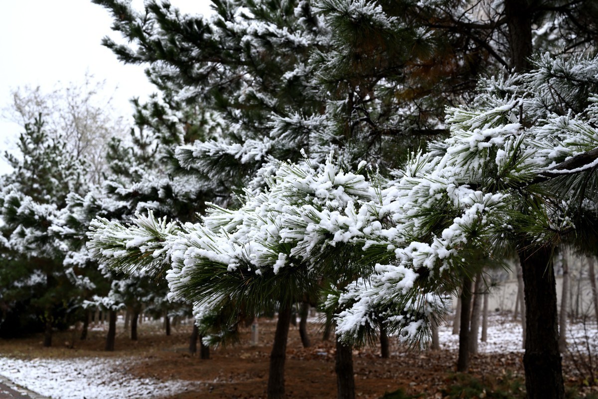 大连初冬第一场雪后随拍