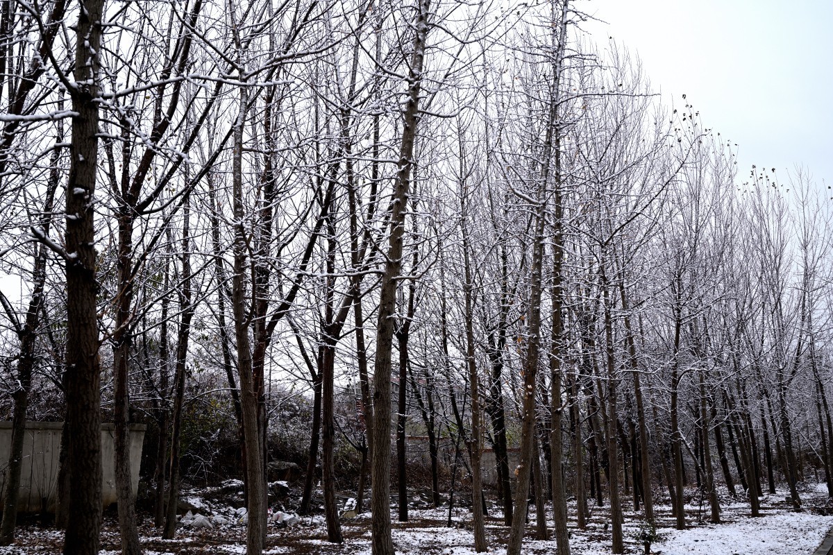 大连初冬第一场雪后随拍