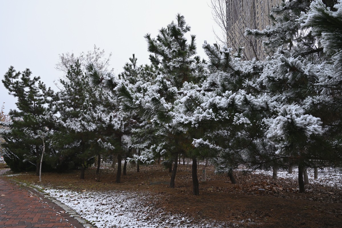 大连初冬第一场雪后随拍