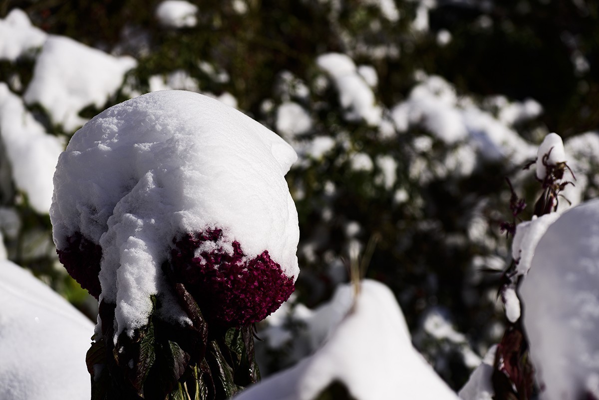 雪