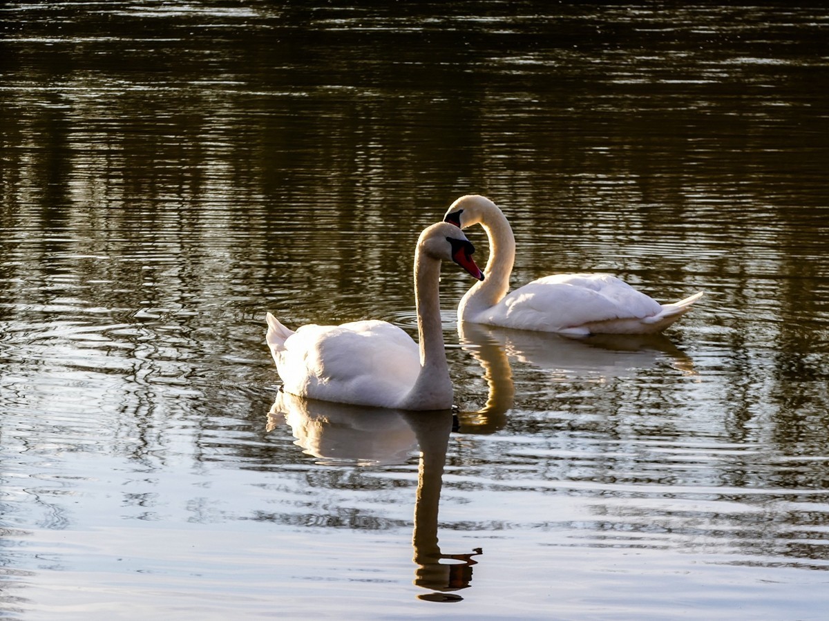 天鹅戏水（德-法莱茵河）祝师友除夕安好！！！