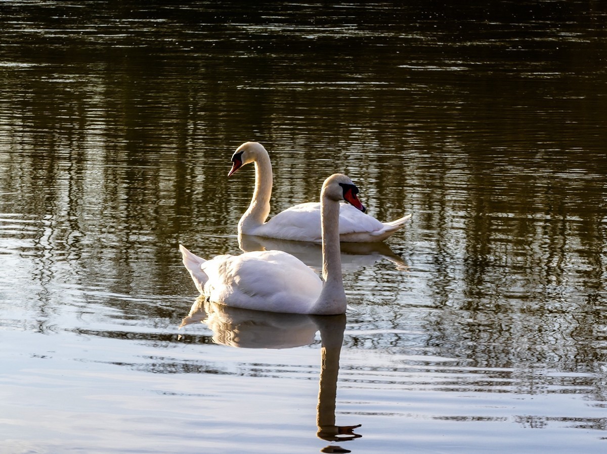 天鹅戏水（德-法莱茵河）祝师友除夕安好！！！