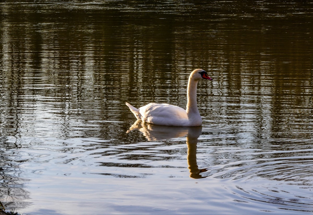 天鹅戏水（德-法莱茵河）祝师友除夕安好！！！