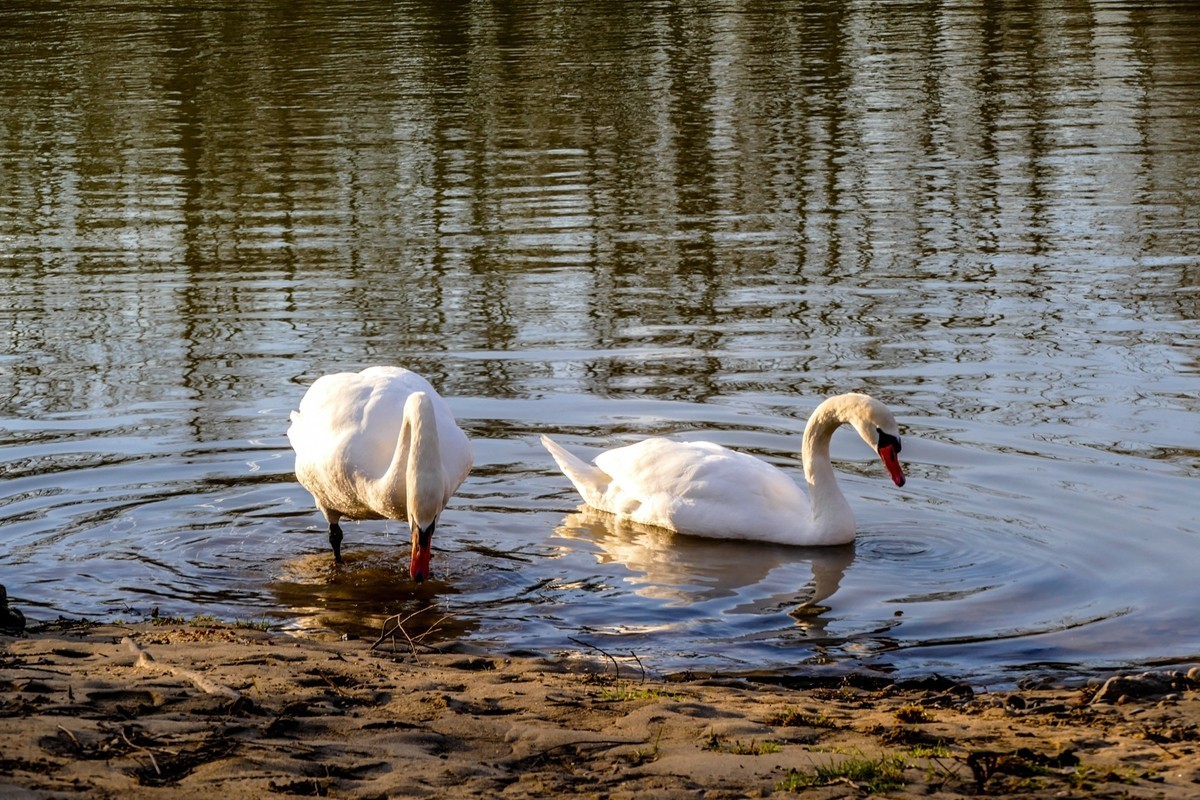 天鹅戏水（德-法莱茵河）祝师友除夕安好！！！