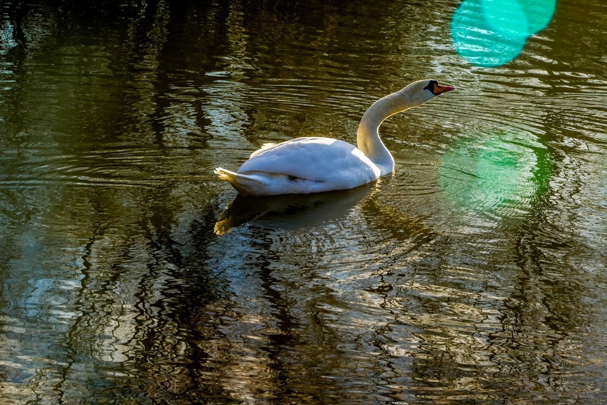 天鹅戏水（德-法莱茵河）祝师友除夕安好！！！