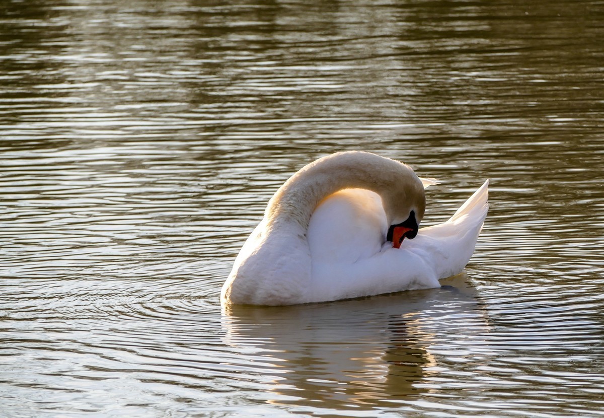 天鹅戏水（德-法莱茵河）祝师友除夕安好！！！