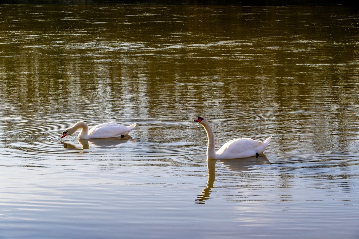 天鹅戏水（德-法莱茵河）祝师友除夕安好！！！
