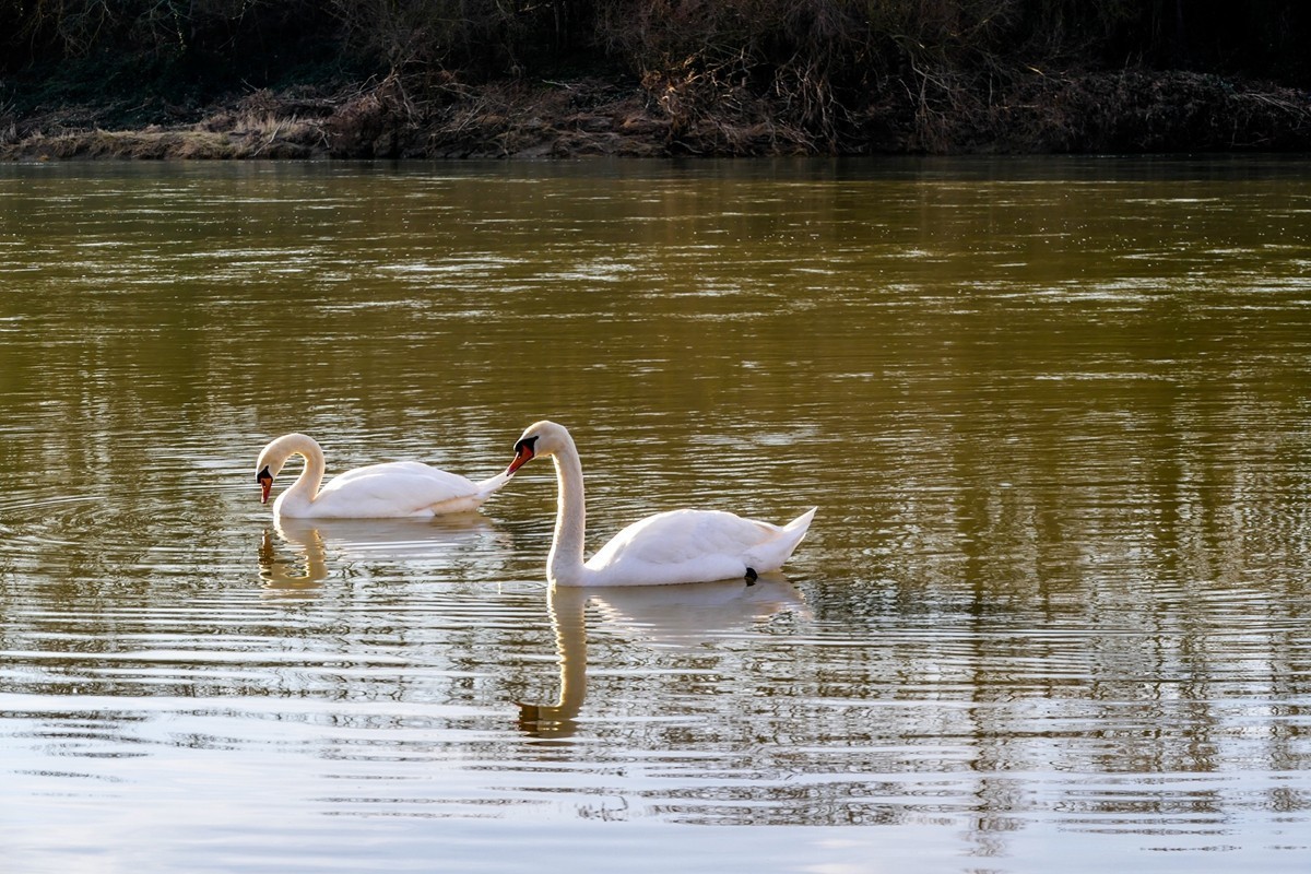天鹅戏水（德-法莱茵河）祝师友除夕安好！！！