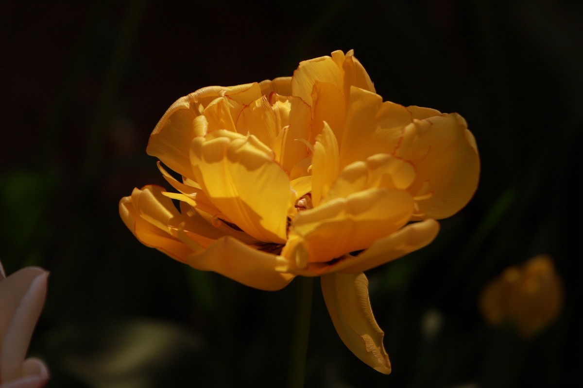 关东百花园（350）——多彩郁金香