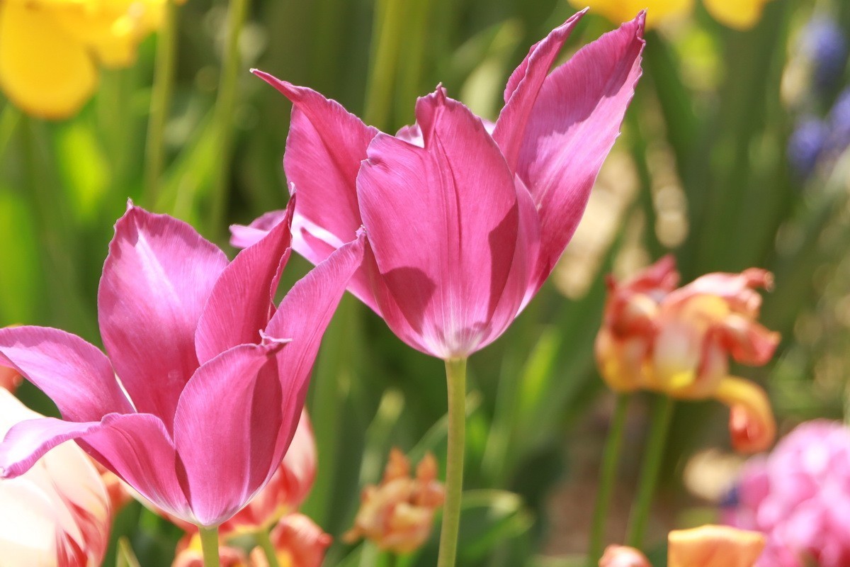 关东百花园（350）——多彩郁金香