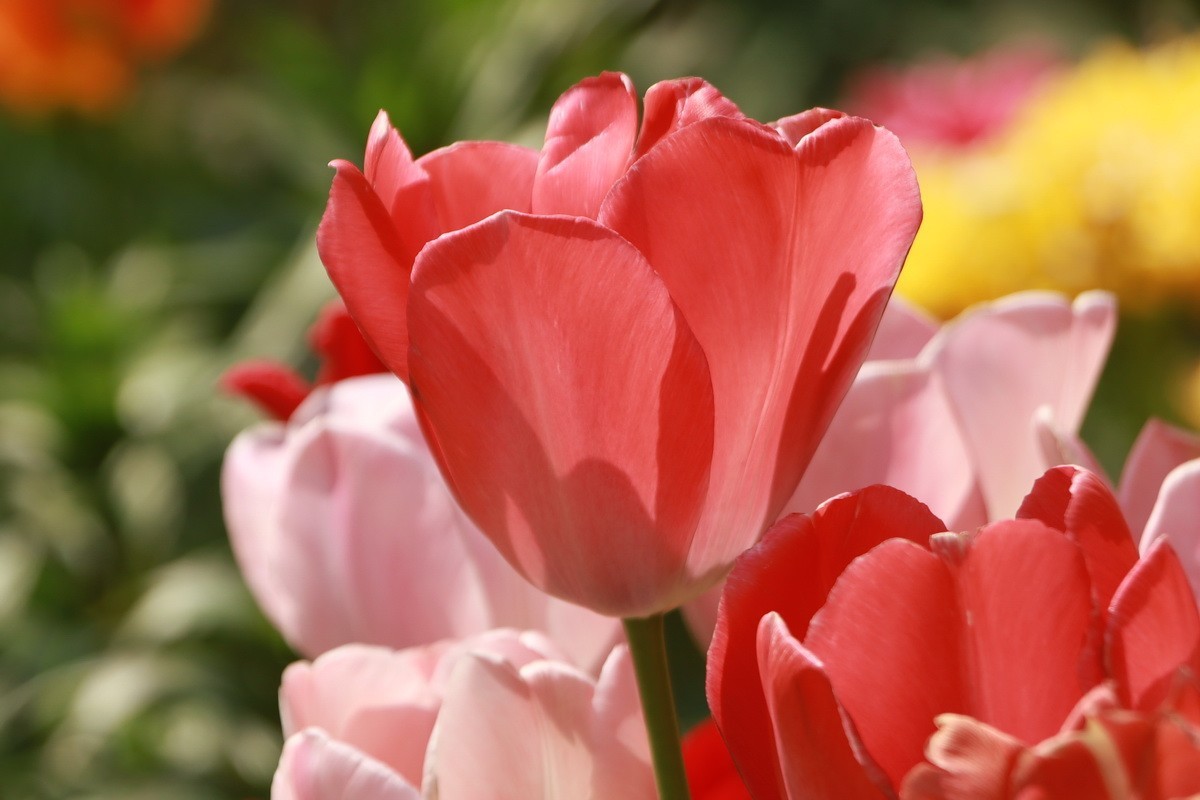 关东百花园（350）——多彩郁金香